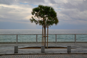 Fototapeta na wymiar Lonely tree on promenade along sea, view at water, street in foreground, cloudy sky
