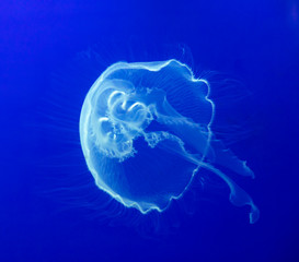 barrel jellyfish, jellyfish
