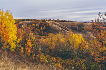 Obraz premium Autumnal forest on the hillside