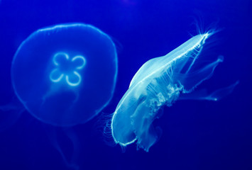 barrel jellyfish, jellyfish