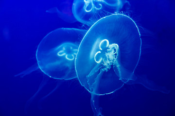 barrel jellyfish, jellyfish