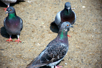 Colorful City Pigeons