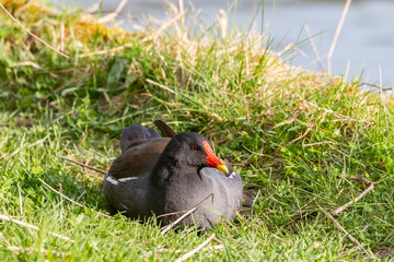 poule d'eau