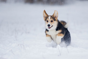 puppy welsh corgi running in snow