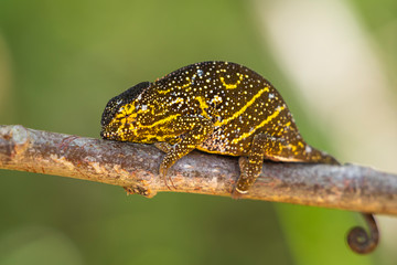 Canopy chameleon female