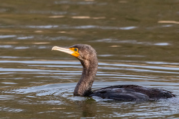 cormoran