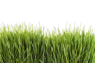 Young green Wheatgrass studio shot isolated on white
