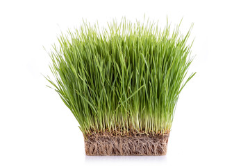 Young green Wheatgrass studio shot isolated on white