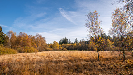 Herbst im Moor
