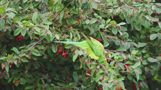 Ring Necked Parakeet , Rose-ringed parakeet (Psittacula krameri) in Rowan Tree
