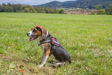 Beagle sitzt auf einer grünen Wiese