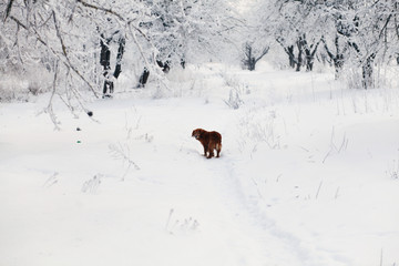 red dog walking in the frozen snowy garden
