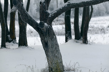 frozen snowy garden/winter background