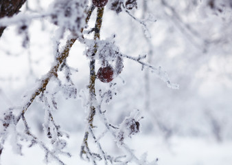 winter frozen plants