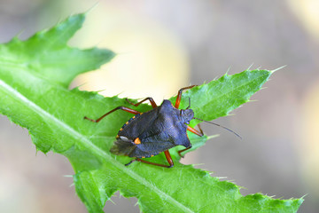 Forest bug or red-legged shieldbug, Pentatoma rufipes