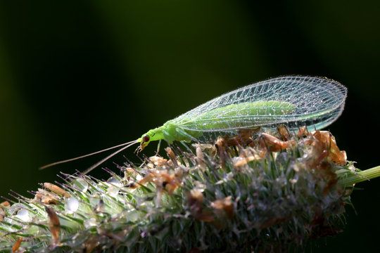 Common green lacewing, Chrysoperla carnea, beneficial predator of aphids