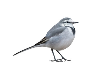 Wagtail on white background.