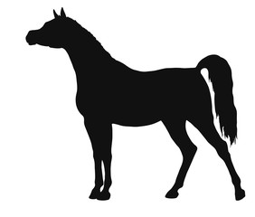 A silhouette of a standing arabian horse.