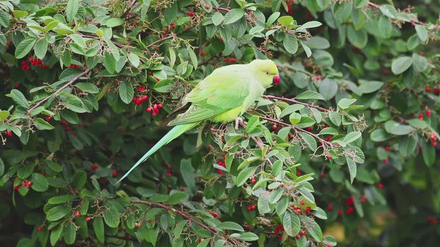 Ring Necked Parakeet , Rose-ringed parakeet (Psittacula krameri) in Rowan Tree