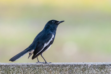 Male Oriental Magpie Robin can be found almost everywhere in Thailand