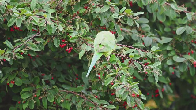 Ring Necked Parakeet , Rose-ringed parakeet (Psittacula krameri) in Rowan Tree