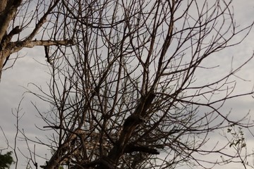 Natureza