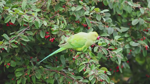 Ring Necked Parakeet , Rose-ringed parakeet (Psittacula krameri) in Rowan Tree