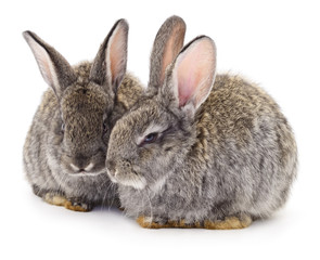 Two gray rabbits isolated