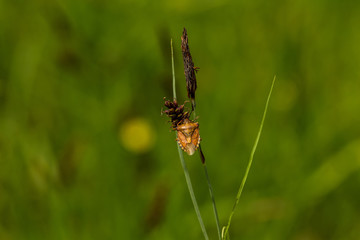 Bugs