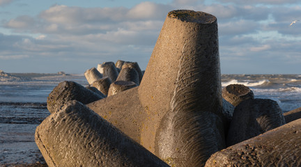 Mole in winter time.