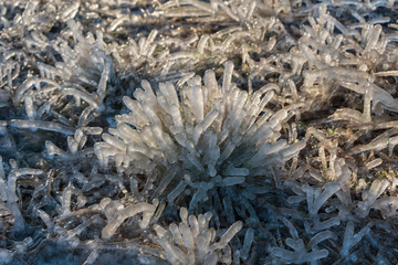 Frozenned grasses in winter.
