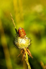 Bugs