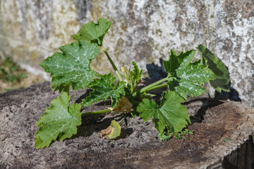 Marrow plant growing on a stump.