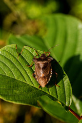 Bugs