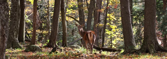 Foto auf Glas Rotwild im Wald im Herbst © karlumbriaco