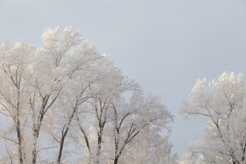 Beautiful winter frosty forest covered with snow and hoarfrost