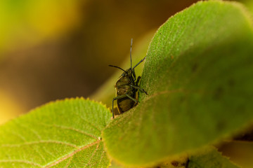 Bugs