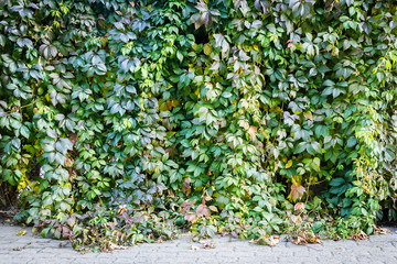 Green leaves wall