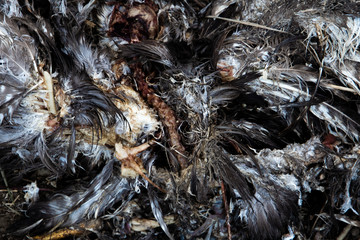 remains of a dead bird and eaten by another animal