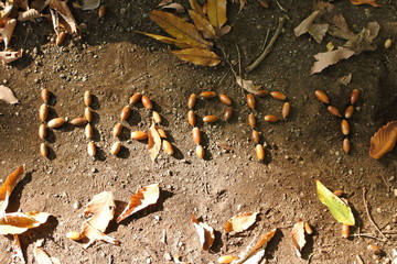 どんぐりハッピー