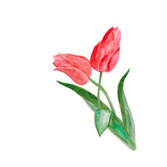 Tulip beautiful flower.