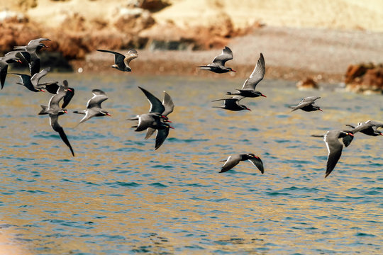 Flock of Inca tern birds flying over the sea near the Ballestas Islands (Paracas, Peru)