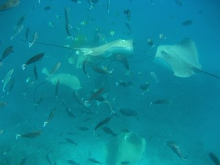 Fototapeta premium Rochen und Fische 