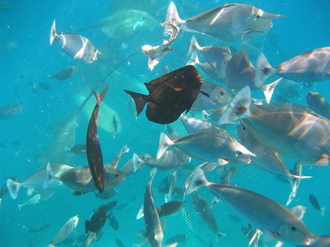 fish underwater maledives