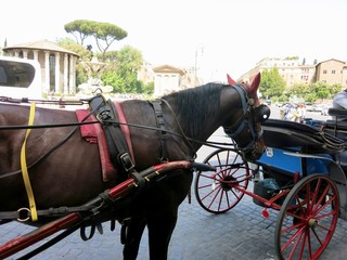 イタリア　ローマの観光馬車