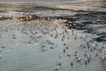 Group of seagulls on the shore of the beach