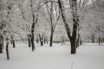 Trees in the snow. Park in the snow