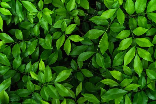 Top view of natural green leaf for nature background