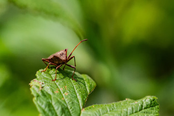 Fototapeta premium Schildwanzen