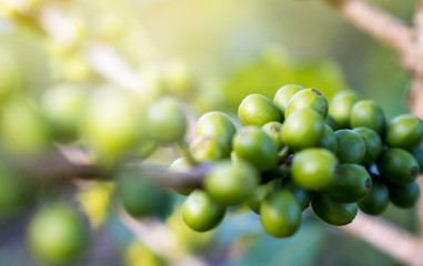 Close up raw coffee beans branches in garden